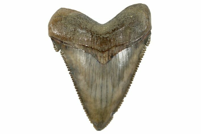 Serrated, Fossil Chubutensis Tooth - Aurora, North Carolina #179813